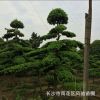 庭院异型配景观赏树造型罗汉松 树形优美 基地直销