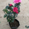 湖南农户现货批发成活率高发棵快生长旺盛的灌木西洋杜鹃营养杯