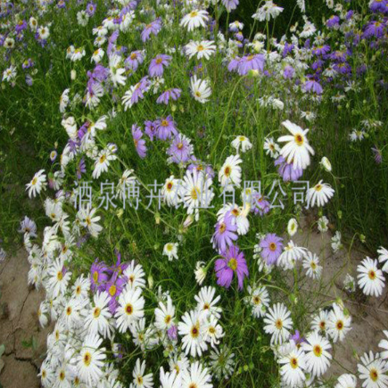 五色菊 花卉种子 一年生绿化植物 鲜花种子 厂家直供 园艺景观花种子图2