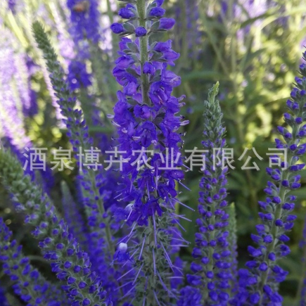 【景观植物】婆婆纳 多年生植物 优质花卉种子 景观 绿化 厂家直销图2