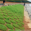 植被型生态混凝土护坡绿化添加剂 可抗冲刷