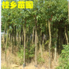 庭院绿化工程苗木小叶香樟树苗批发地径1-10公分包邮
