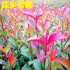 彩色绿化苗木绿篱苗独杆扦插红叶石楠小苗批发红罗宾20-150公分高