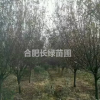 大量出售紫叶李3公分4公分5公分6公分7公分8公分10公分