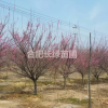 大量出售精品红梅地径2公分3公分4公分5公分6公分7公分价格