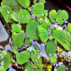 水芙蓉苗 夏季直销 优质水生植物 水生花卉 清洁河流 盆栽花卉
