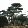 山东基地供应美观造型松 泰山景松 迎客松树移栽种植 价格优质
