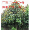 广玉兰价格