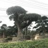 千年欧洲橄榄树 精品 别墅专用 进口园林 西班牙 罗汉松 黑松