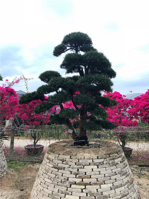 供应 精品日本造型罗汉松 小叶罗汉松造型,盆景罗汉松 台湾罗汉松