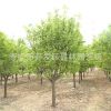 木瓜基地供 优质绿化小苗 药用木瓜小苗 香木瓜小苗 木瓜树苗