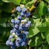 优质蓝莓苗基地价格 都克蓝莓苗 3年蓝莓苗种植管理技术