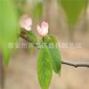 基地直销优质 木瓜树 规格齐全 货源充足 量大优惠