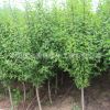 基地直销木槿 平条 丛生木槿 庭院绿化 工程绿化 量大优惠易成活