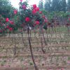 庭院园林观赏月季花 树状月季 高杆月季单杆月季 当年开花易成活