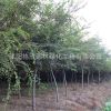 常年供应 红榉树批发 工程绿化 净化空气 量大价格优惠 基地直销