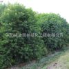 优质乌桕树苗 园林绿化工程苗木乌桕苗 规格齐全 行道风景树