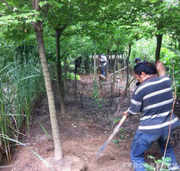 销售复叶槭 金边/金叶复叶槭复叶槭基地 绿化苗木