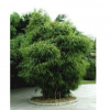 观赏性强的优质绿化竹子