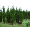 山东青州龙柏价格桂竹园艺龙柏批发商基地