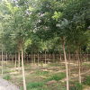 鄢陵基地直销各种规格国槐等工程绿化苗木 规格全 品质优 易成活