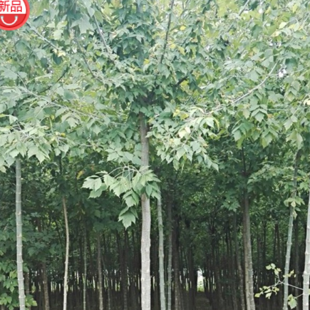 基地供应优质金叶复叶槭 规格齐全 易栽培 成活率高