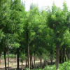绿化苗木批发 工程花卉树苗 国槐树苗 速生国槐苗 国槐苗量大优惠