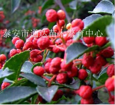 花椒苗/花椒苗什么价钱/陕西花椒苗基地