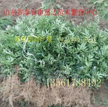 花椒苗产地/大红袍花椒苗 /九叶青花椒现挖现卖