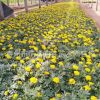 优质孔雀草批发 时令草花 宿根花卉 牵牛等