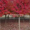 南山苗木合作社常年供应美国红枫1-12cm，品种纯正价格低廉