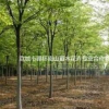 榉树种类多，质量优，欢迎选购榉树，南山苗木合作社