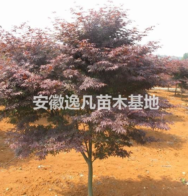2016年安徽低价供应5到10公分优质红枫树苗