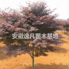 2016年安徽低价供应5到10公分优质红枫树苗