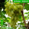 长期种植批发夏黑葡萄苗 金手指葡萄苗 优质嫁接葡萄苗 自产自销