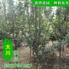 行道用树西府海棠 基地直销优质绿化树 西府海棠价格