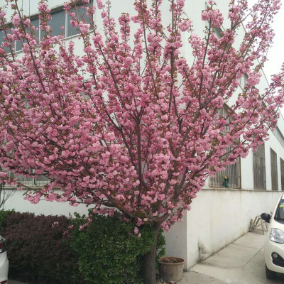 基地供应行道风景用树樱花 日本樱花小树 工程绿化专用速生樱花