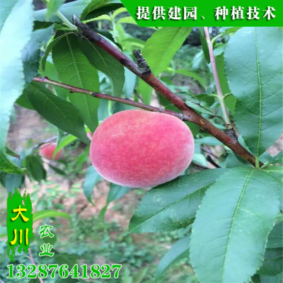 基地直销优质桃树苗 大量供应1-3年生秋彤桃树苗 多种规格秋彤桃