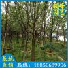 香樟价格 香樟盆栽 规格齐全 大量供应 基地直销