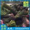 苏铁盆栽 铁树多规格供应 福建种植基地直销