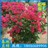 同安红三角梅价格 红花三角梅 漳州种植基地批发