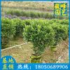 非洲茉莉球价格 高1M 绿化工程苗 移植苗
