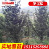 湖南造型罗汉松 罗汉松盆景造型漂亮小型罗汉松盆景苗木花卉