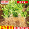 大量供应大叶栀子小苗 大叶栀子球
