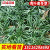 直销批发玉龙草 青叶麦冬草 四季常青草皮 各类地被植物