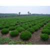 直销龙柏苗绿化防护小龙柏价格优惠移植常绿龙柏苗基地