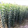 基地批发优质大叶女贞树小苗大叶女贞苗工程绿化大叶女贞小苗