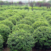 红叶石楠球 供应优质绿化苗木高杆红叶石楠、小苗