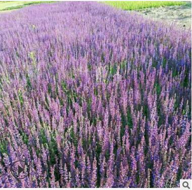 宿根耐寒 花海绿化工程 花卉基地 兰花鼠尾草