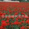 全国大量供应耐寒宿根花卉多年生草本花卉剪秋萝适合花海工程绿化